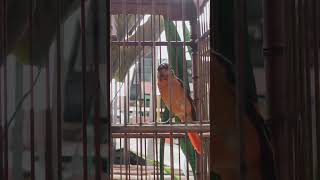 Download lagu Mantenan Gacor, trotol, cocok buat pancingan dan masteran. mp3