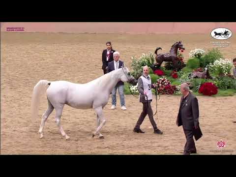N 337 LAMANA   Doha International Arabian Horse Show 2023   Mares 11+ Years Old Class 9
