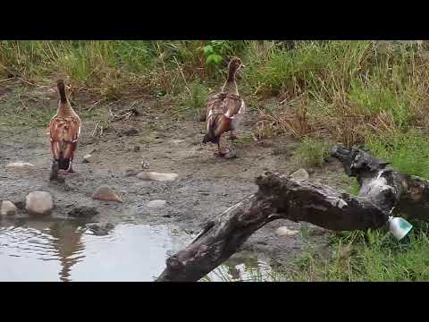 Djuma: Egyptian Goose family and Three-banded Plover - 11:45 - 04/09/20