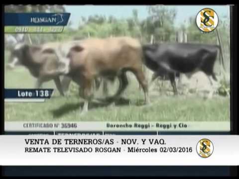 16/03/2016 - VENTA DE TERNEROS/AS - NOV. Y VAQ. - ROSGAN