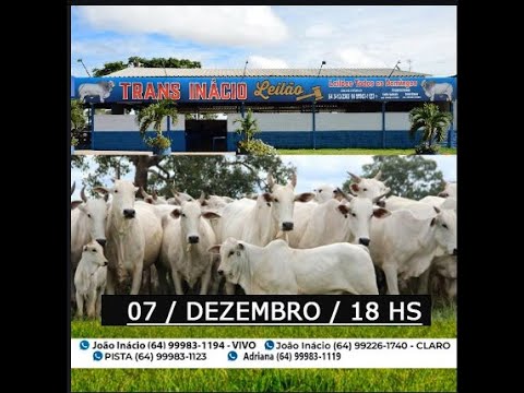 Leilão de Gado em MORRINHOS-GO, 7/12/2025  TransInácio Leilão - 18/00 Hs - Presencial e virtual.
