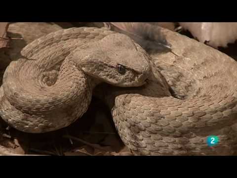 Grandes Documentales-Alamto, el paraíso de los reptiles,