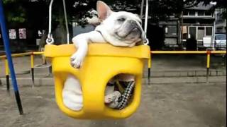 Funny Dog Videos: Weeeeeee it so much better with baby music