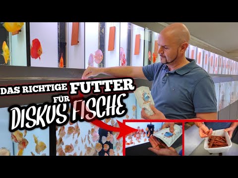 The right food for discus fish | @EuropaDiscusCenter