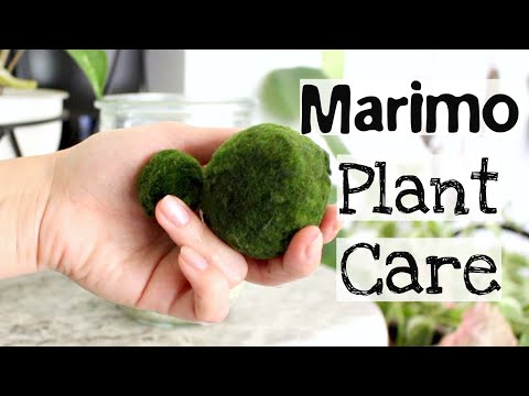 download lagu mp3 mp4 Marimo, download lagu Marimo gratis, unduh video klip Marimo
