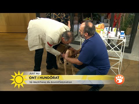 Ont i hundörat – missa inte återbesök efter behandling! - Nyhetsmorgon (TV4)