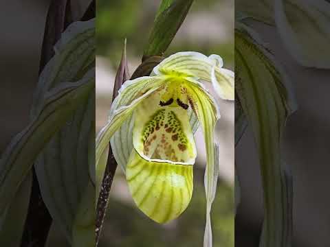 Tony Santoro Remodel & Deceptive Orchid Pollination