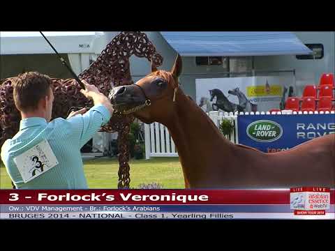 Bruges - National Show - Class 1