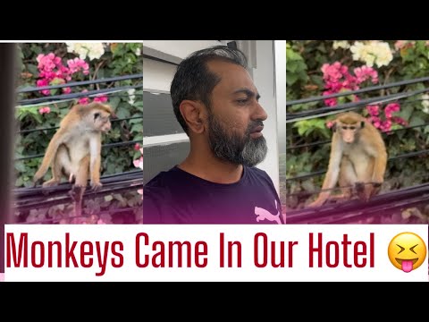 Vlog # 42 - Monkeys Came In Our Hotel | Tour Of Kandy CIty Mall | Day Out In Kandy | Our Day 5 in SL