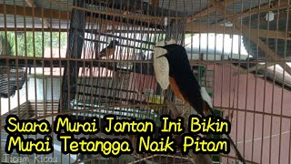 Download lagu SUARA BURUNG MURAI BATU JANTAN MERAYU BETINA ,,bikin semua murai gacor auto birahi mp3 Download lagu SUARA BURUNG MURAI BATU JANTAN MERAYU BETINA ,,bikin semua murai gacor auto birahi mp3