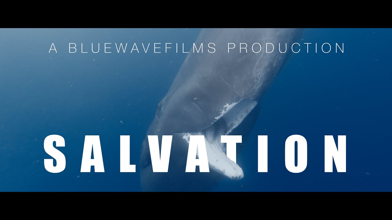 Swimming with Sperm Whales in Dominica 2024