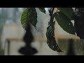 Rain Whatsapp Status Rain Whatsapp Status Video Barish Status Rain Day Nature Whatsapp Status