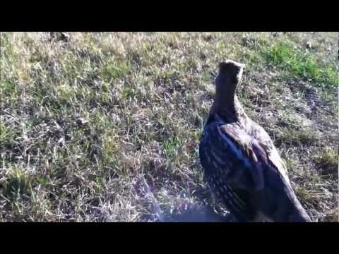BEST Ruffed Grouse Bare Hand Catch EVER!