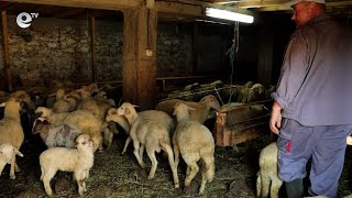 Цената на агнешкото за Гергьовден се запазва, проблемите в животновъдството  се задълбочават