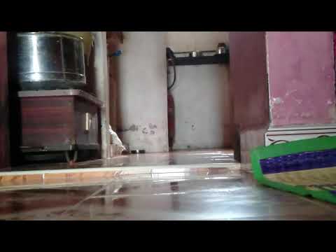 Funny videos wwe cat fighting