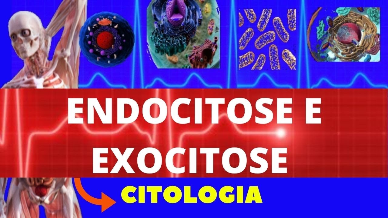 ENDOCITOSE (FAGOCITOSE E PINOCITOSE) E EXOCITOSE - CITOLOGIA