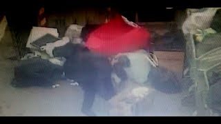 abbandona-4-cuccioli-tra-i-rifiuti-denunciata-una-donna