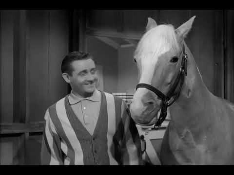 Mister Ed – Season 1 Episode 20 (1961): Ed Agrees to Talk