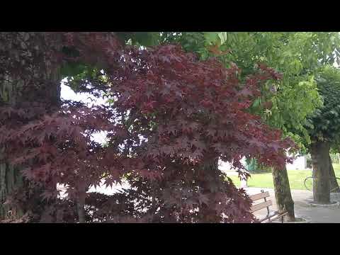 SANTUARIO DELLA MADONNA DEGLI ALTENI VILLAFALLETTO CUNEO