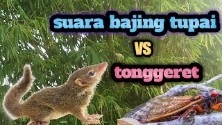 Download lagu suara bajing tupai vs tonggeret cocok untuk relaksasi//terapi mp3
