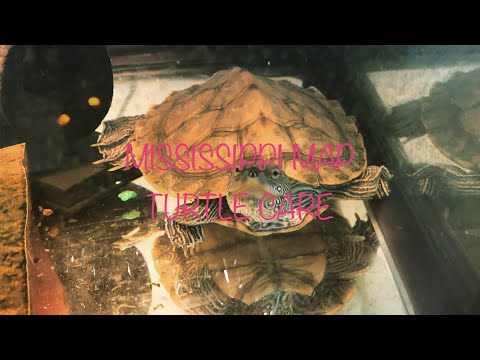 download lagu mp3 mp4 Mississippi Map Turtle, download mp3 Mississippi Map Turtle free download mp3, download mp3 Mississippi Map Turtle