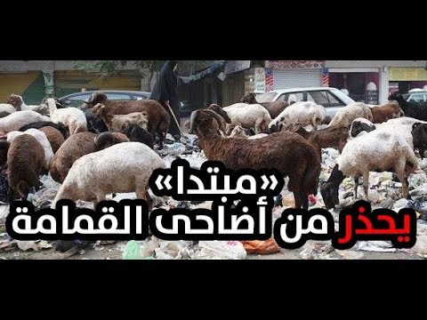 «مبتدا» يحذر من أضاحى القمامة