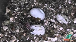 Birth of a lizard - La nascita di una Lucertola (Podarcis siculus)