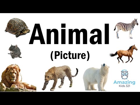 Flashcard – Animal – English (Picture) [(儿童闪卡) – 动物 – 英文，图片]