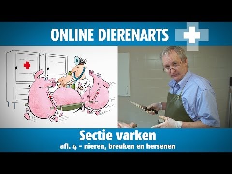 , title : 'Online Dierenarts: Sectie op varken afl. 4: Nieren, spieren en hersenen'