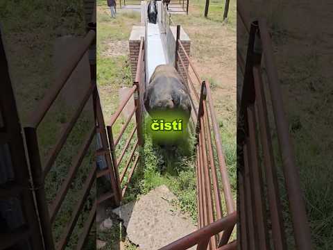 Proč musí krávy projít touto vodní lázní 😳🐄
