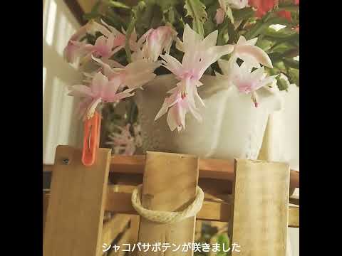 クリスマスサボテンの挿し木方法は？シュルンベルジェラを繁殖させる 2 つの方法  庭園