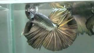{ Sold out } Betta Splendens : (1010-58) Copper Gold HM STM.mp4