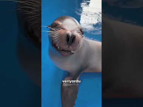 Deniz Aslanına Çimdik Atınca Bu Oldu 😂🦭