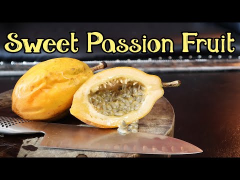 Sweet Passionfruit From Colombia! (Passiflora alata) - Weird Fruit Explorer