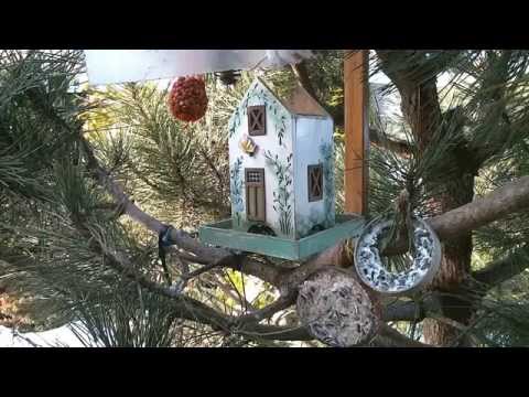 Haselmaus springt aus Haus(Gut gelandet!)