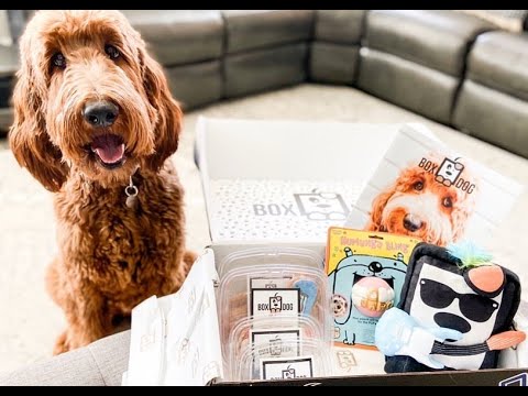 Customized Dog Subscription Boxes with Two or Three Premium Items from BoxDog (Up to 50% Off) - Second Medium