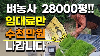 벼농사 28000평 임대료만 수천만원? 벼농사 이렇게 한번 해보세요 모내기 모심기 여주쌀 이천쌀 강화쌀 보은…