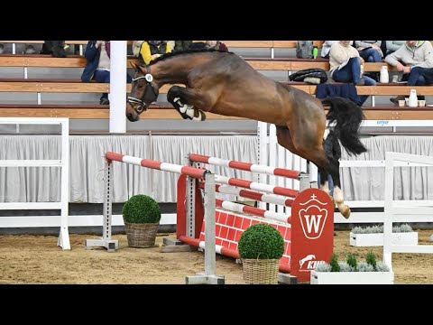 O’Connor TN (Ogano Sitte x Acord II) - 2e Reserve Champion Westfalen