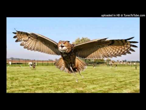 Nielson & Miss Montreal ft. Bert Visscher - Oehoe