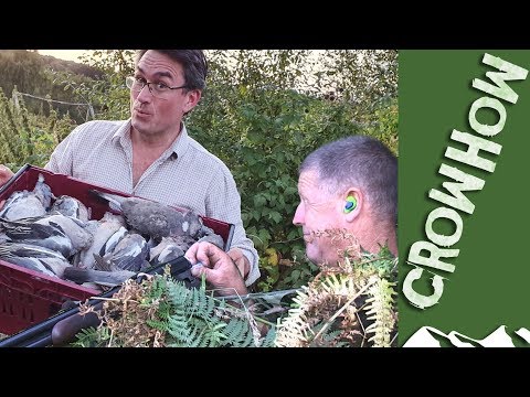 A box full of fat September woodpigeons - Crowhow