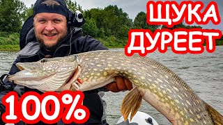 Где в киеве на днепре ловят щуку