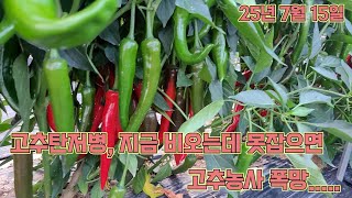 장마기간에 고추탄저병 예방 꼭 해야합니다!!! 고추농사 잘 짓는 법!!