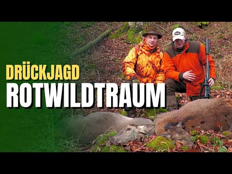 DRÜCKJAGD in Tschechien | ROTWILDTRAUM | 2024
