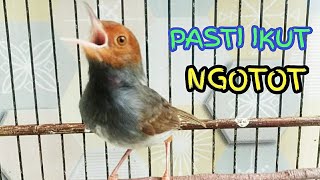 Download lagu Prenjak Gacor Suara Ampuh💯% BIKIN PRENJAK ANDA JADI ISTIMEWA mp3