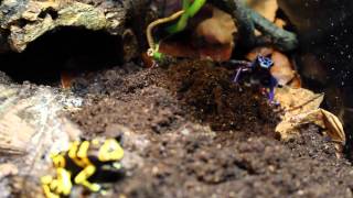 Passion NAC Aube - 35 - Emission Reptile - Plongée dans un terrarium de dendroba