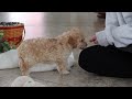 Maltipoo dogs for sale: Chloe - Video 1
