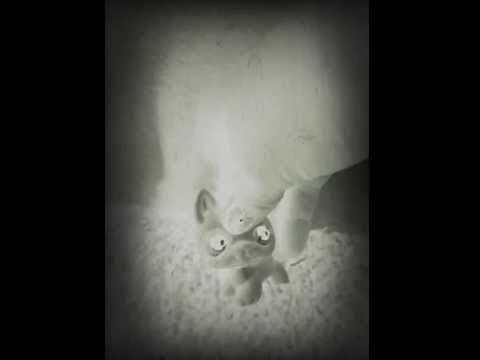 Please wacat 🐊🐊🐊🐊🐊