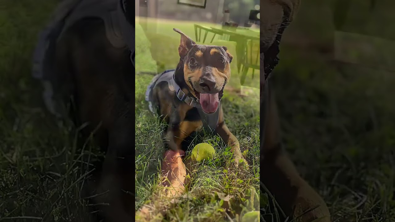 Winnie, an adopted mixed breed in Evanston, IL video 6/6