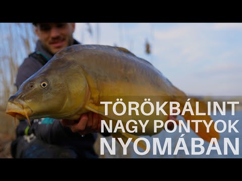 Törökbálint - Nagy pontyok nyomában