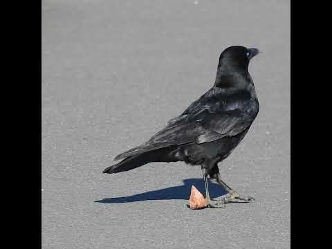 鳥は何を食べますか